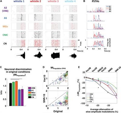 When and How Does the Auditory Cortex Influence Subcortical Auditory Structures? New Insights About the Roles of Descending Cortical Projections